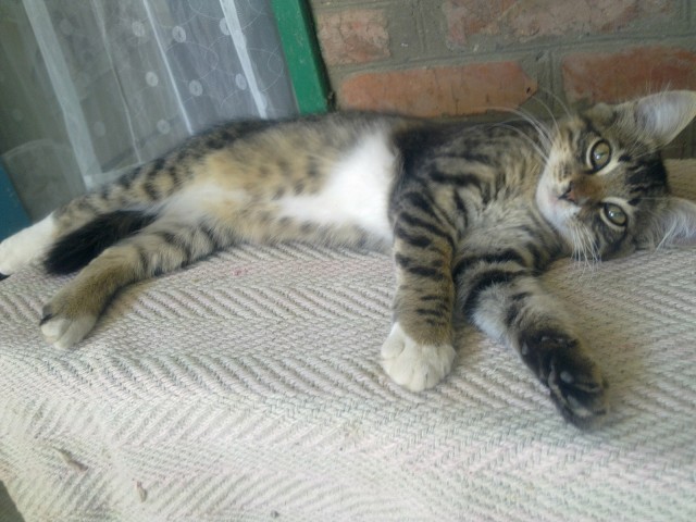 Котовторник! 11.10.11