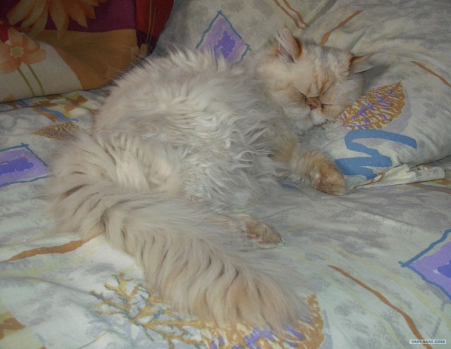 Котовторник (начало в супермаркете!)