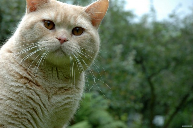 Котовторник (07.02.2012)