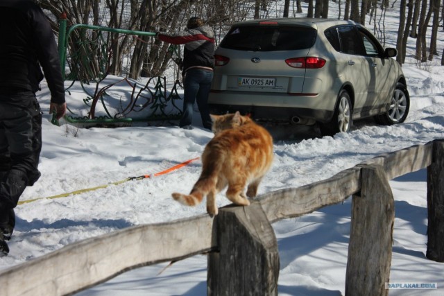 Котовторник 20.03.2012