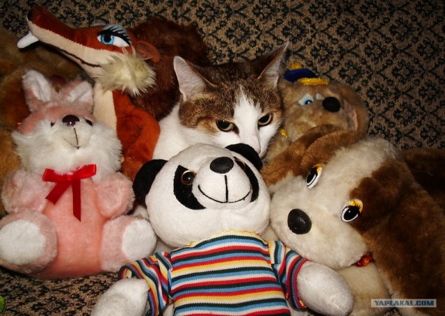 Котовторник 27.03.2012