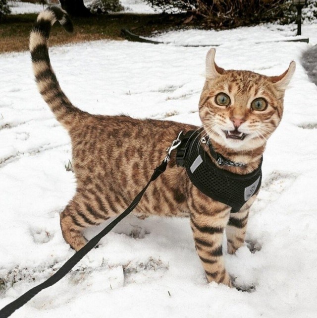 Прикольных котов пост