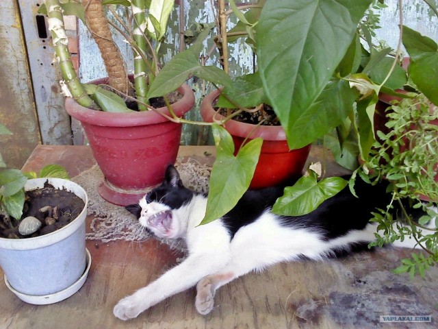 Котовторник 31.07.2012 г.