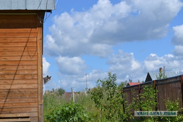 Алиска