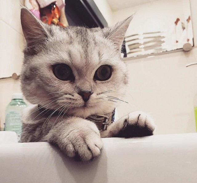 Забавные фото котеек