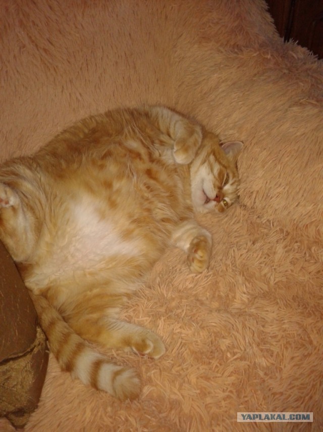 Котовторник *новогодний* 31/12/2019
