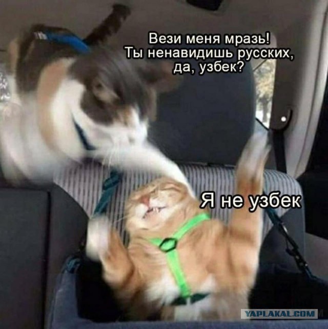 Сборник весёлых картинок по нашумевшей теме "Вези меня..."