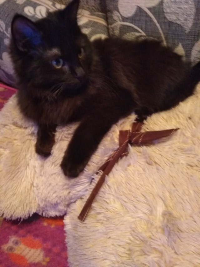 Котики