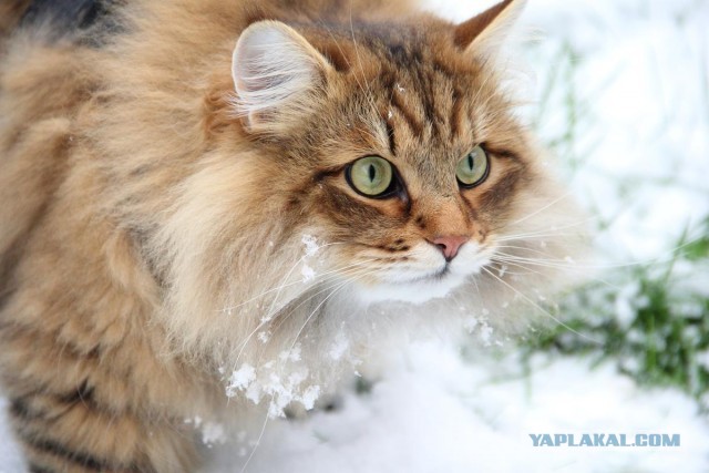 Котофеев пост
