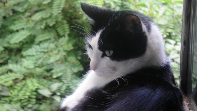 Коты, которые нас порадовали!