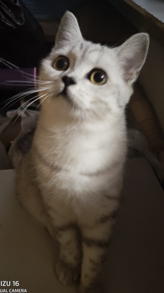 Ну, с котовторником!