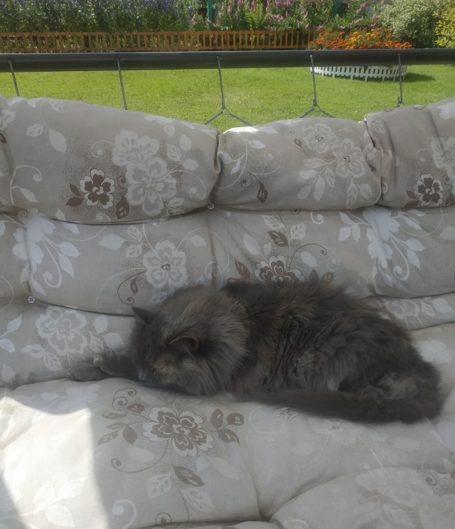 Смешные коты 18.08.20