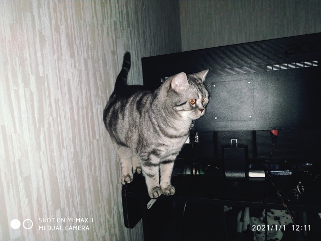 Кошатникам