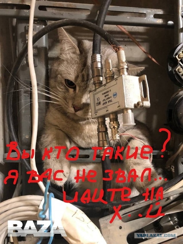 Из-за этого кота жильцы одного московского дома остались без интернета и кабельного ТВ. И Роскомнадзор здесь ни при чём