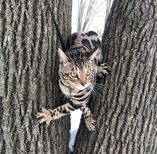 Калейдоскоп картинок