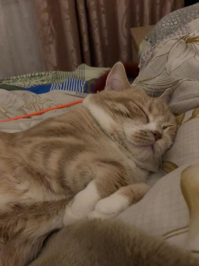 Даешь котовторник!