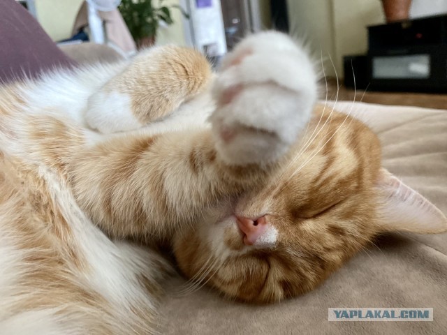 Кот Василий