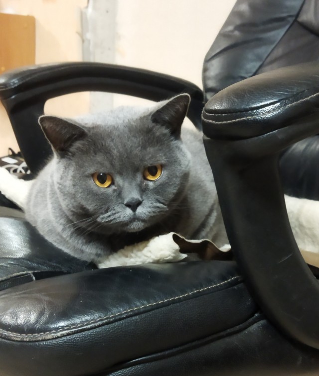 Котовторник