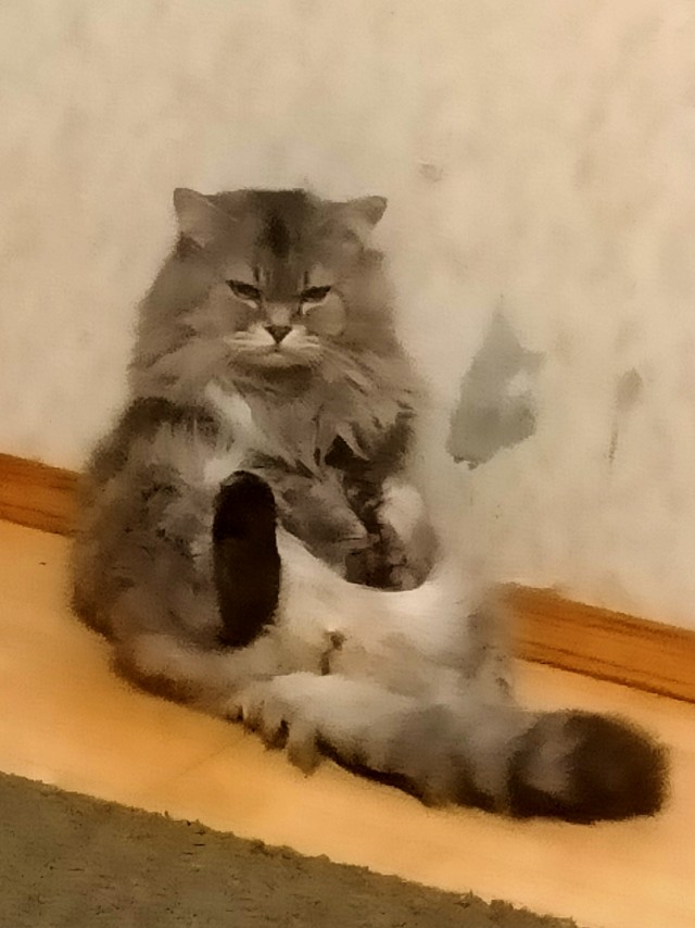 Сибирский кот  - звезда инета