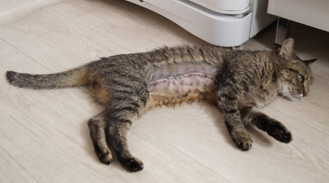 О болезнях братьяв наших меньших.