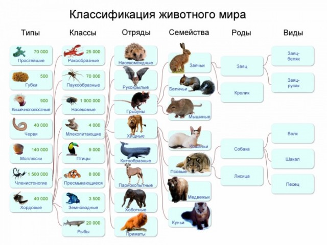 18-летний студент убил собаку, чтобы приготовить еду.