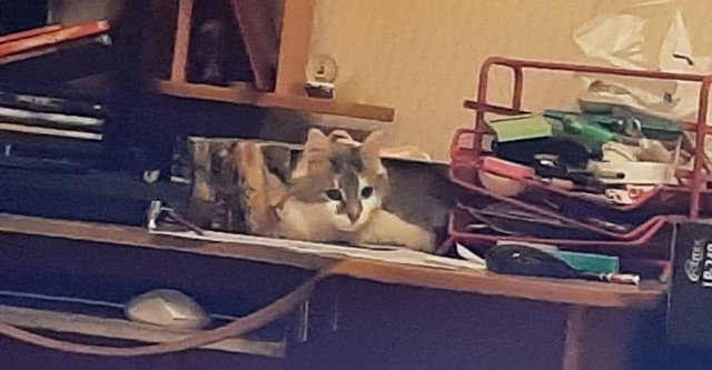 Котовторник. Буська