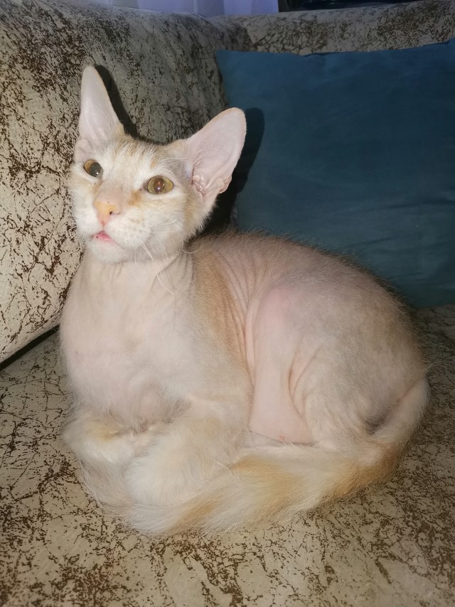 Котовторник. Февраль