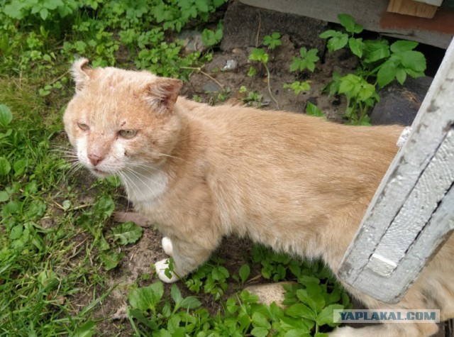 О котах