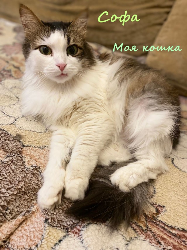 Жизнь домашнего приюта "Котоленд" 332