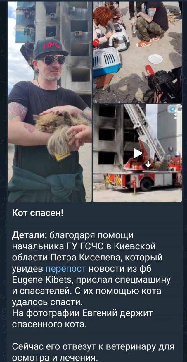 Спасли кота-украинца
