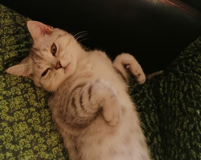 Котопятница!
