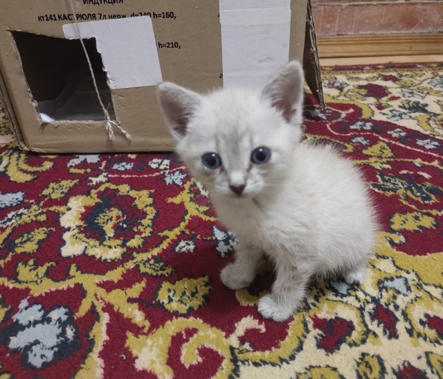КотоФторник 23.08.22