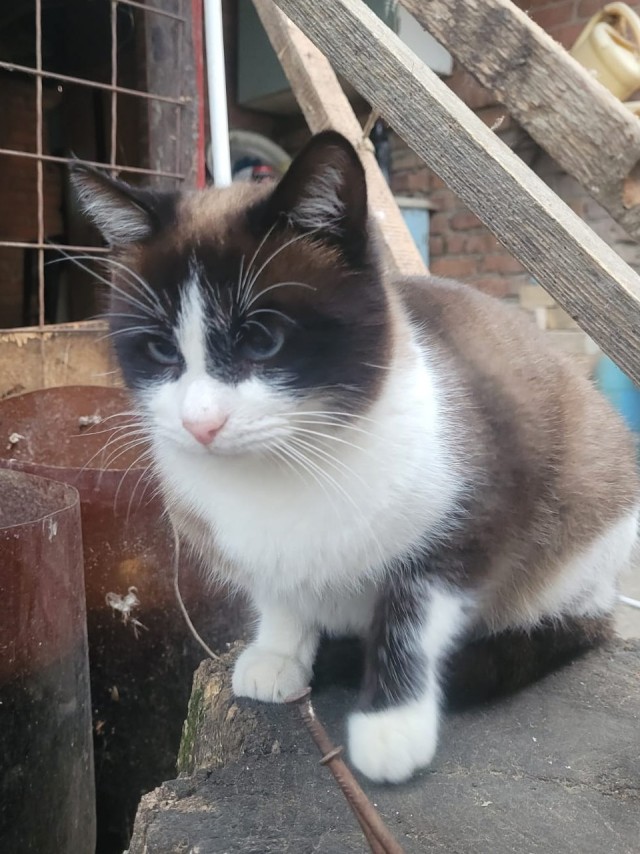 Без кота жизнь не та