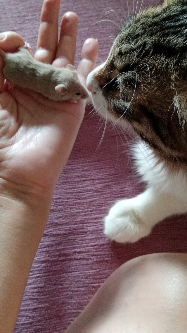 Котовторник 17.01.23