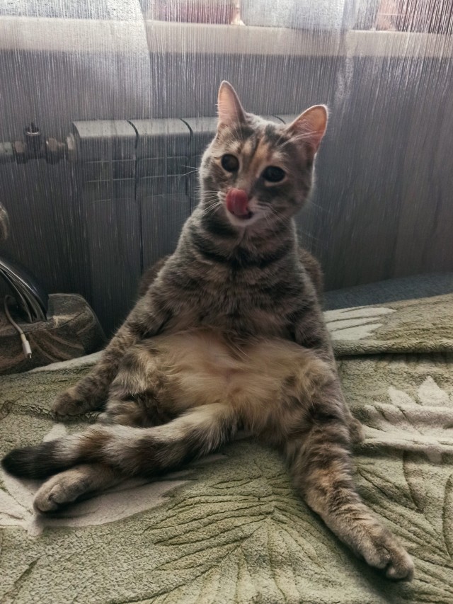 Котовторник. Было - стало