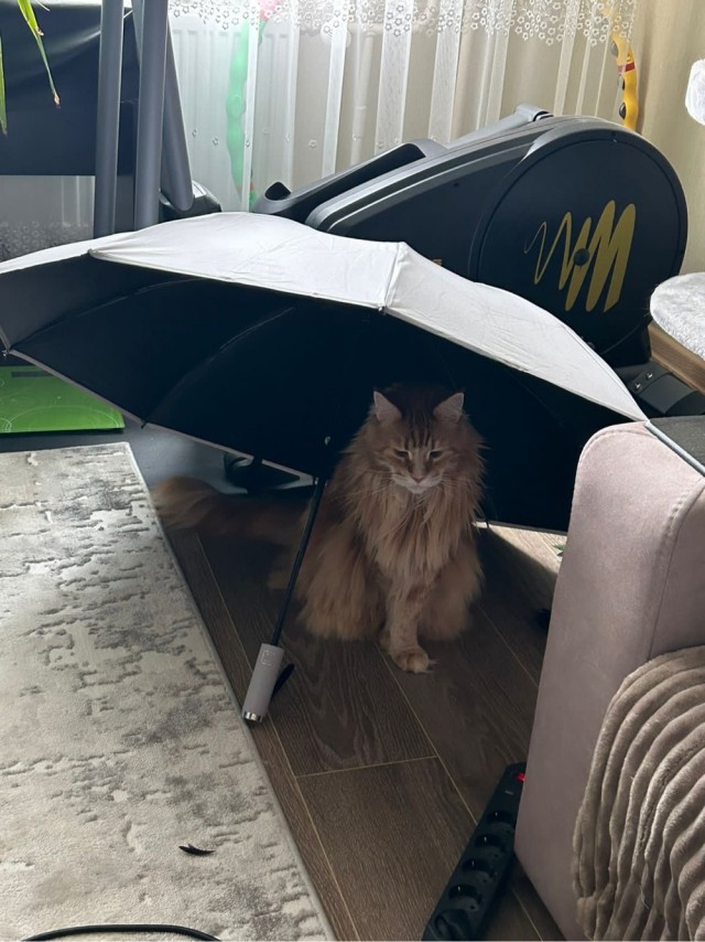 Ловушки для котов