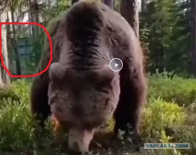 Хочешь утром вылезти из палатки, а там... медведь