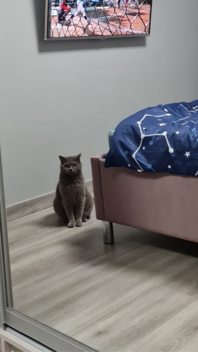 Кот и его сын