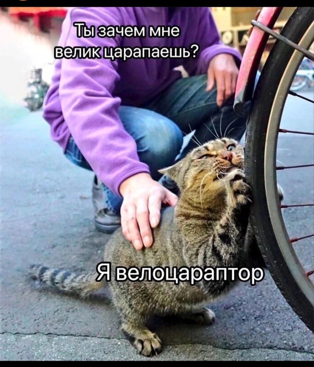 Почему кошка спит с человеком: 3 основные причины и важные моменты, о которых следует знать