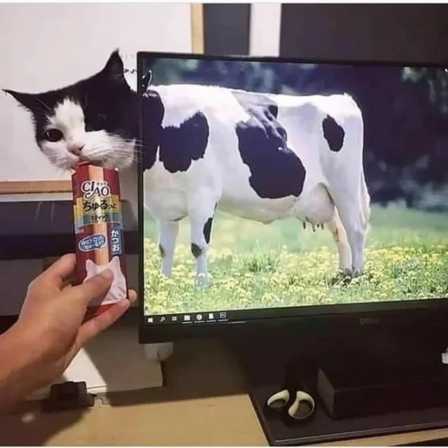 Никакие картинки и такие же тексты