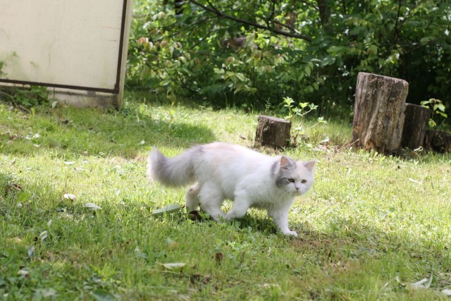 Как зовут вашего кота?