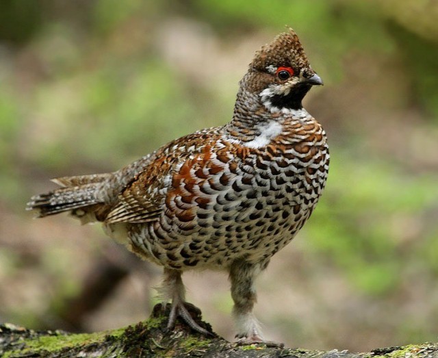 Одного фото псто