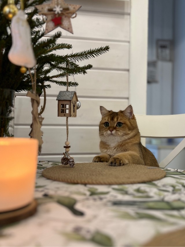 Последний котовторник в этом году