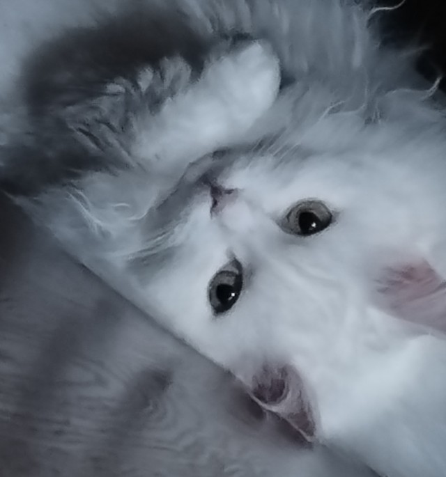 Сегодня котовторник