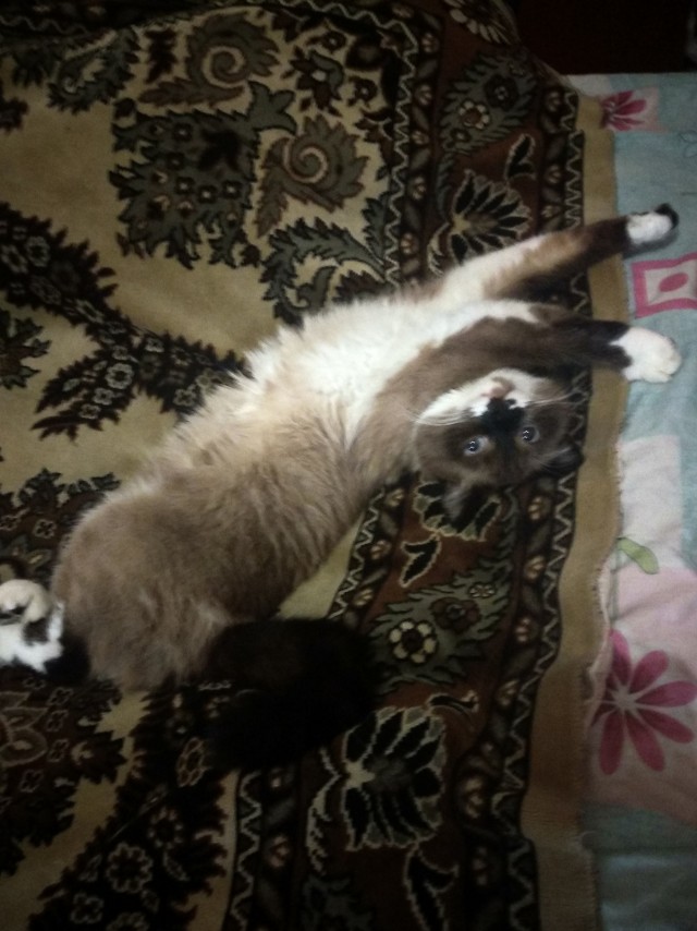 Мой котеич