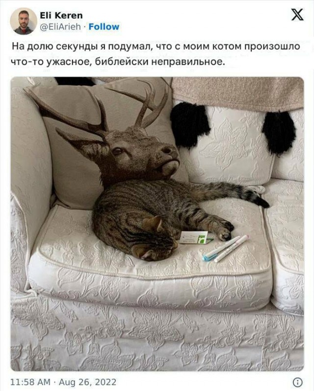 К котовторнику: подборка картинок-баянов с котиками и про котиков. Выпуск 8