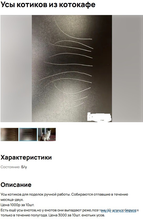 Котофторник