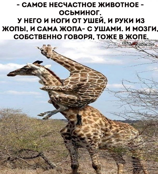 Картинки для деградации 33 (разной степени свежести)
