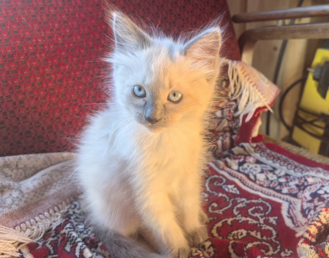 Котовторник. Дорофей!