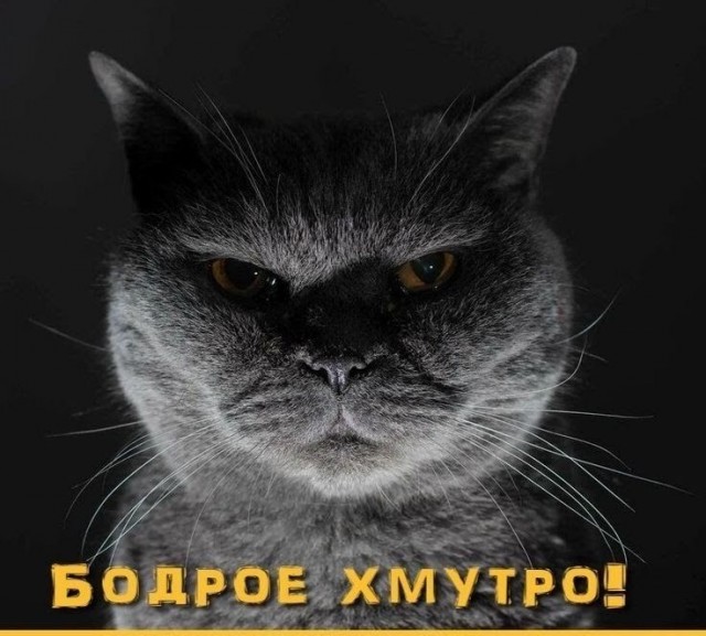 Веселое настроение в картинках (05.10.2025)